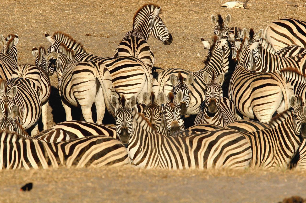 Island Safari Lodge Maun Esterno foto