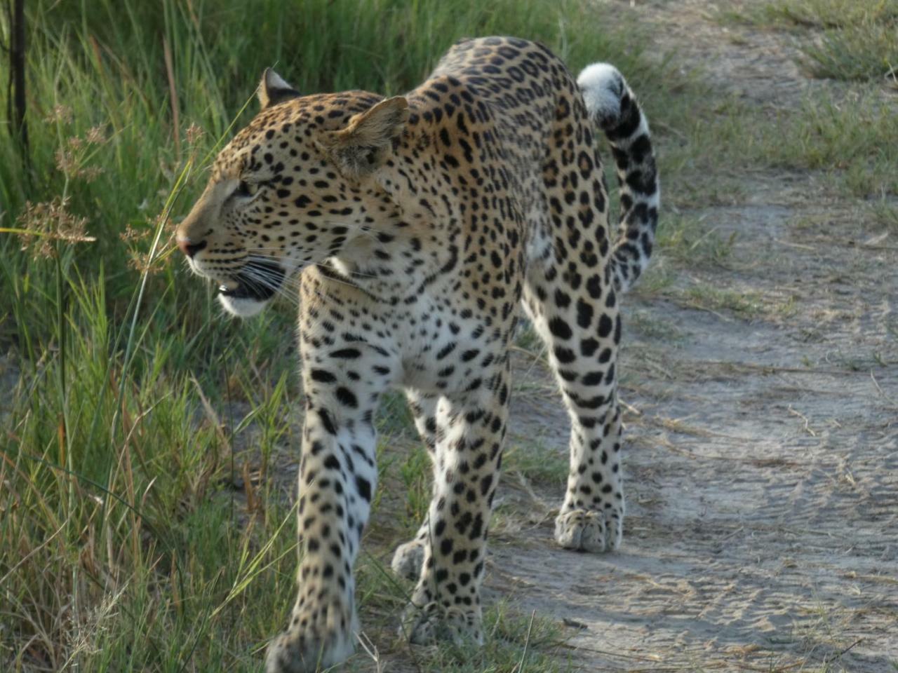 Island Safari Lodge Maun Esterno foto